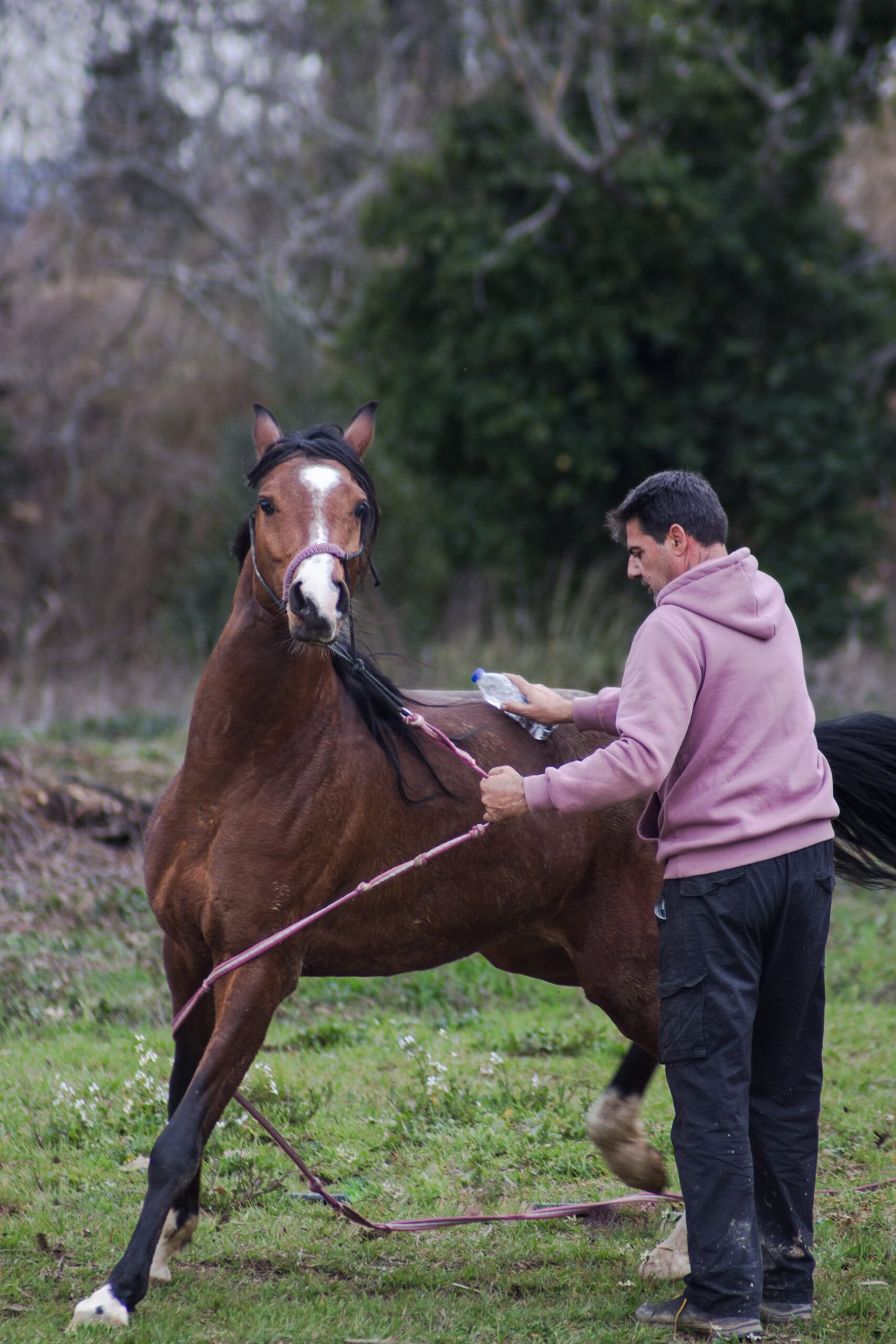 Εκπαίδευση αραβικού επιβήτορα